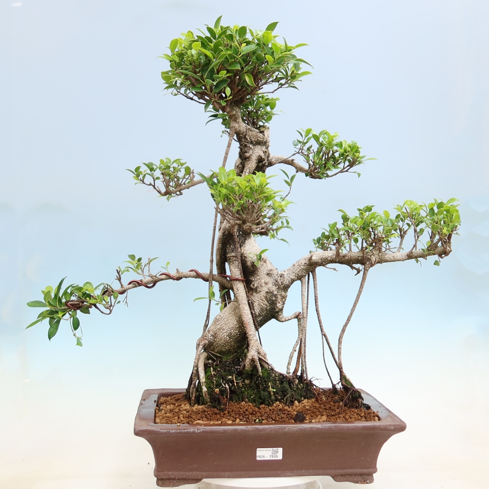 Salle bonsaï - Ficus kimmen - ficus à petites feuilles