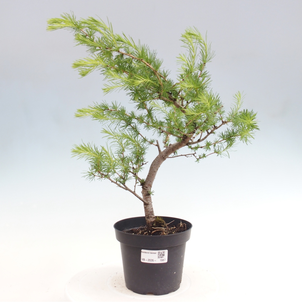 Bonsaï d'extérieur -Larix decidua - Mélèze