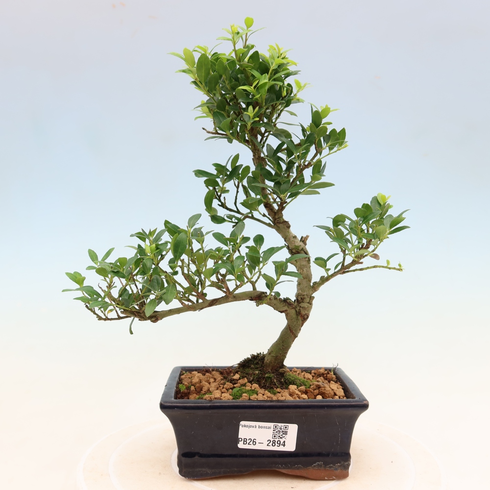 Bonsaï de chambre - Ilex crenata - Houx