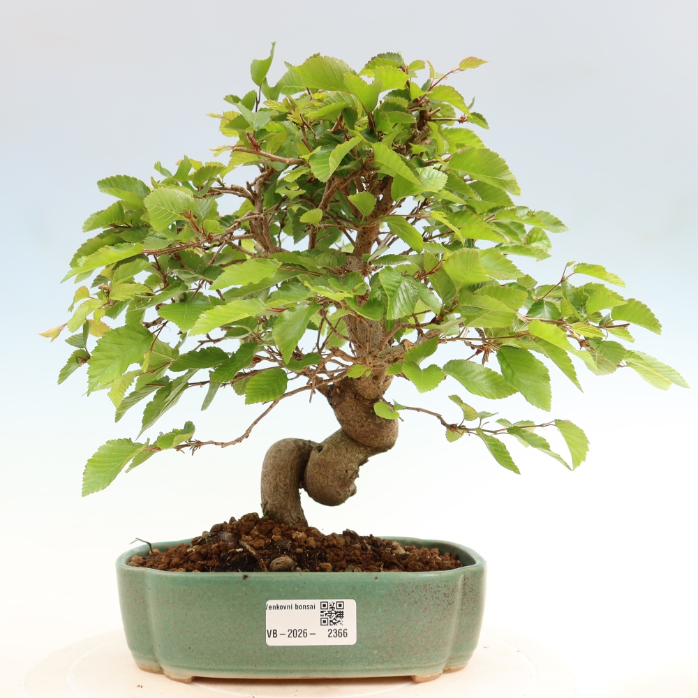 Bonsaï d'extérieur -Carpinus Coreana - Charme de Corée