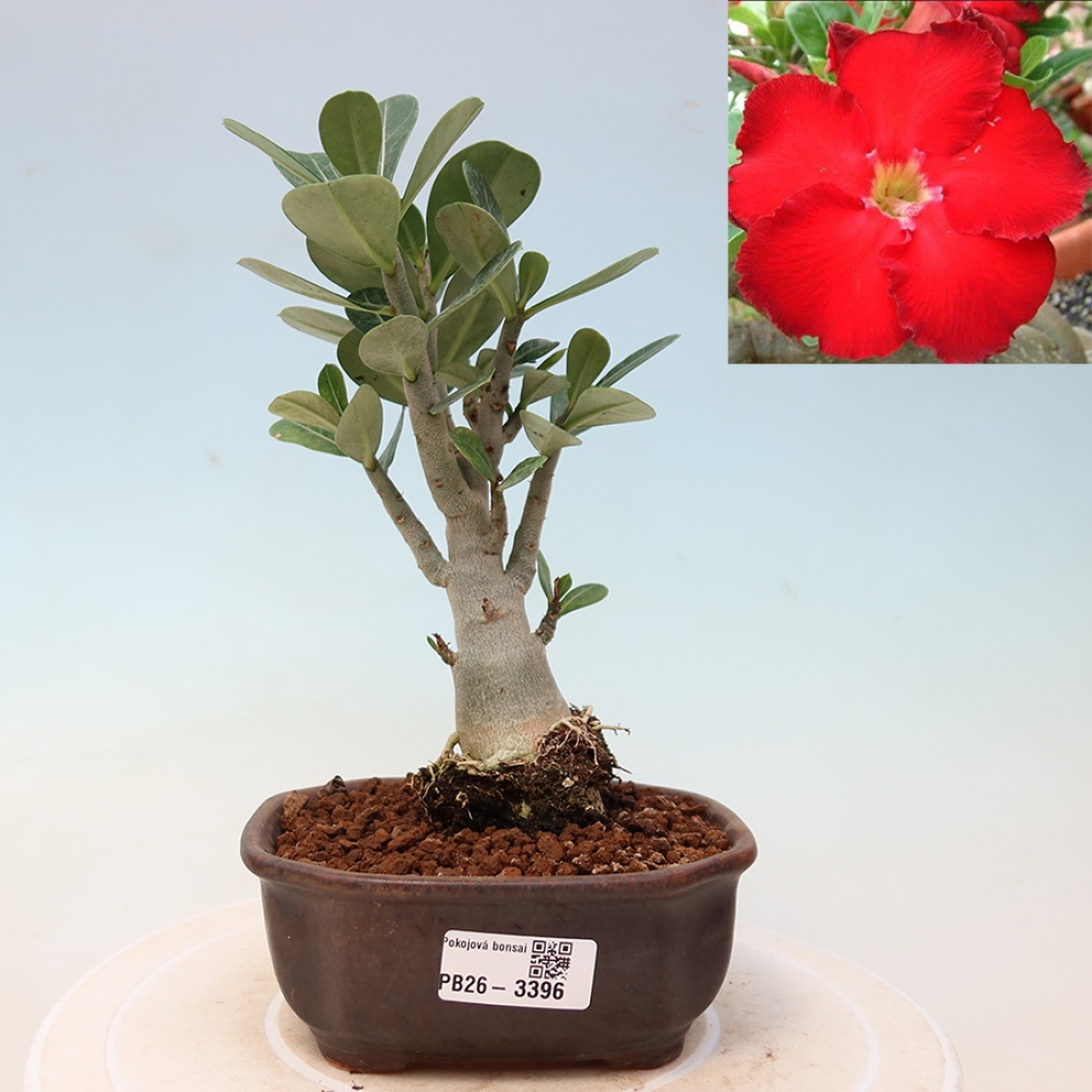 Bonsaï d'intérieur - Adenium obesum Red Star - Rose du désert