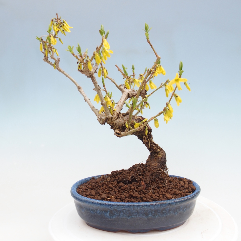 Bonsaï d'extérieur - Zlatice - Forsythia koreana