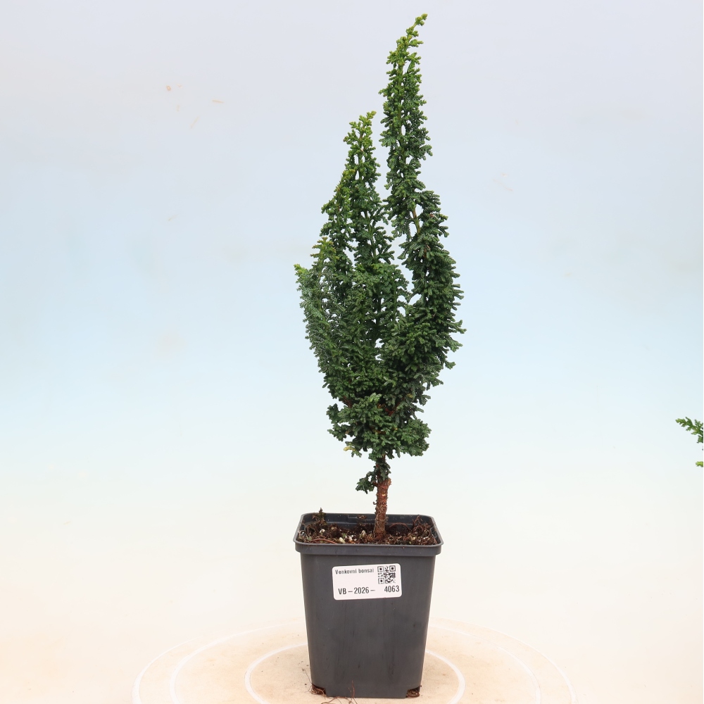 Bonsaï d'extérieur - Cham. obtusa SEKKA HINOKI - Cyprès