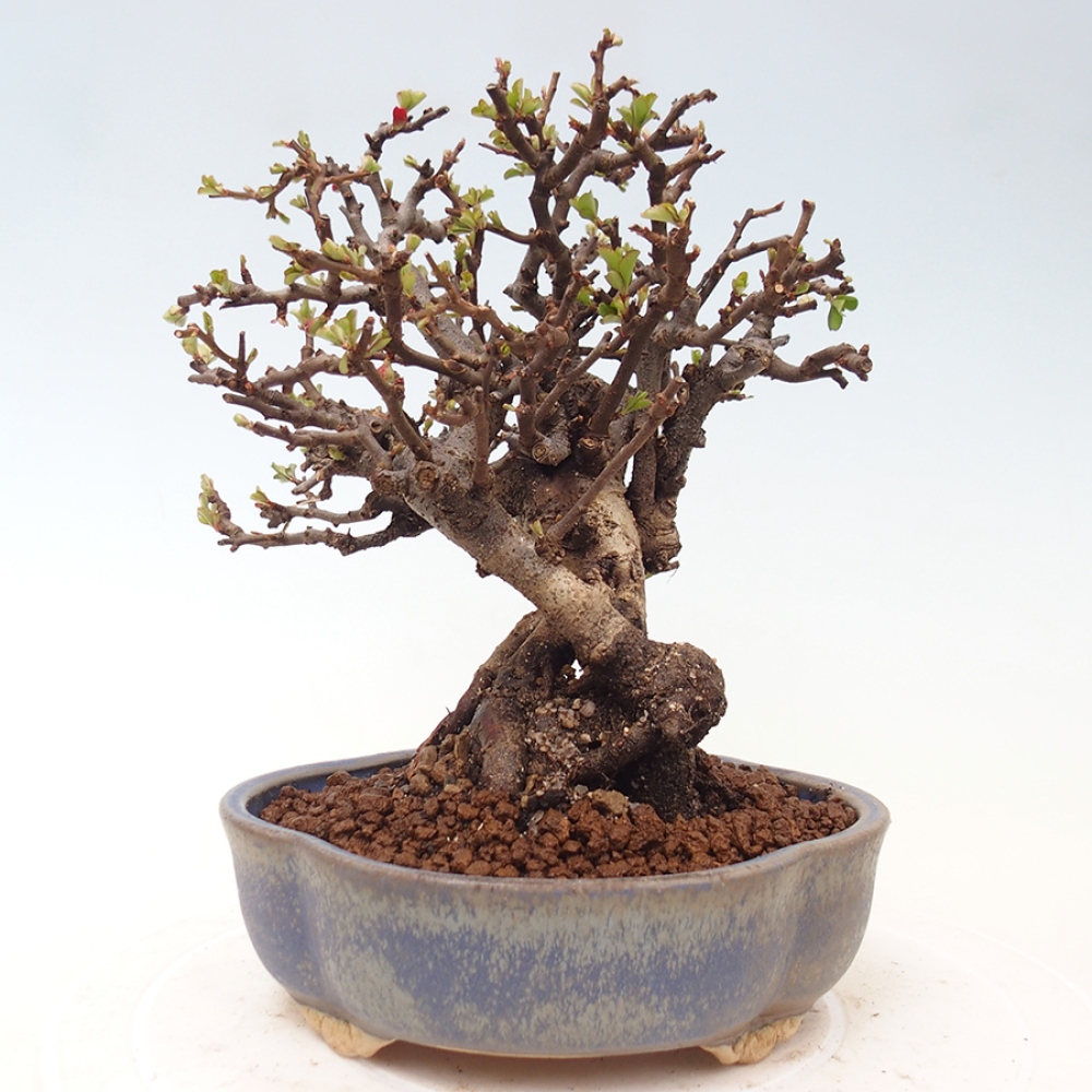 Bonsaï d'extérieur - Chaneomeles speciosa - Coing