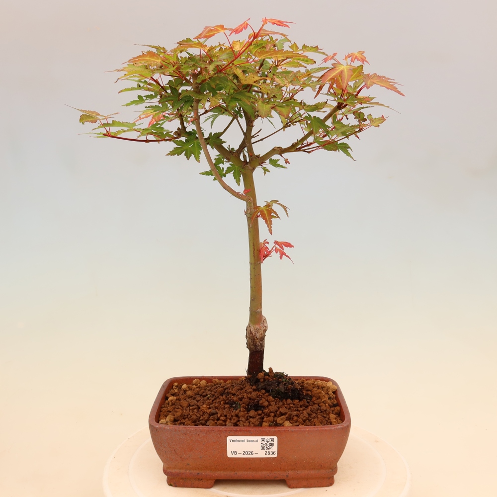 Érable de Norvège - Acer palmatum Beni Tsukasa