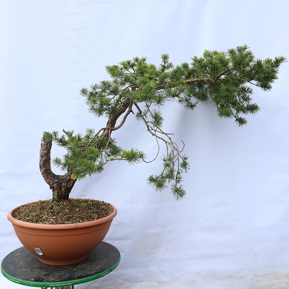 Pinus sylvestris Espagne - pin sylvestre