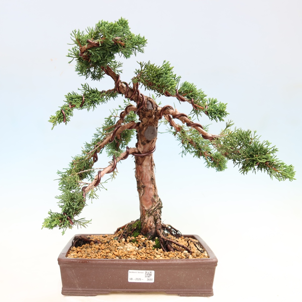 Bonsaï d'extérieur - Juniperus chinensis Kishu