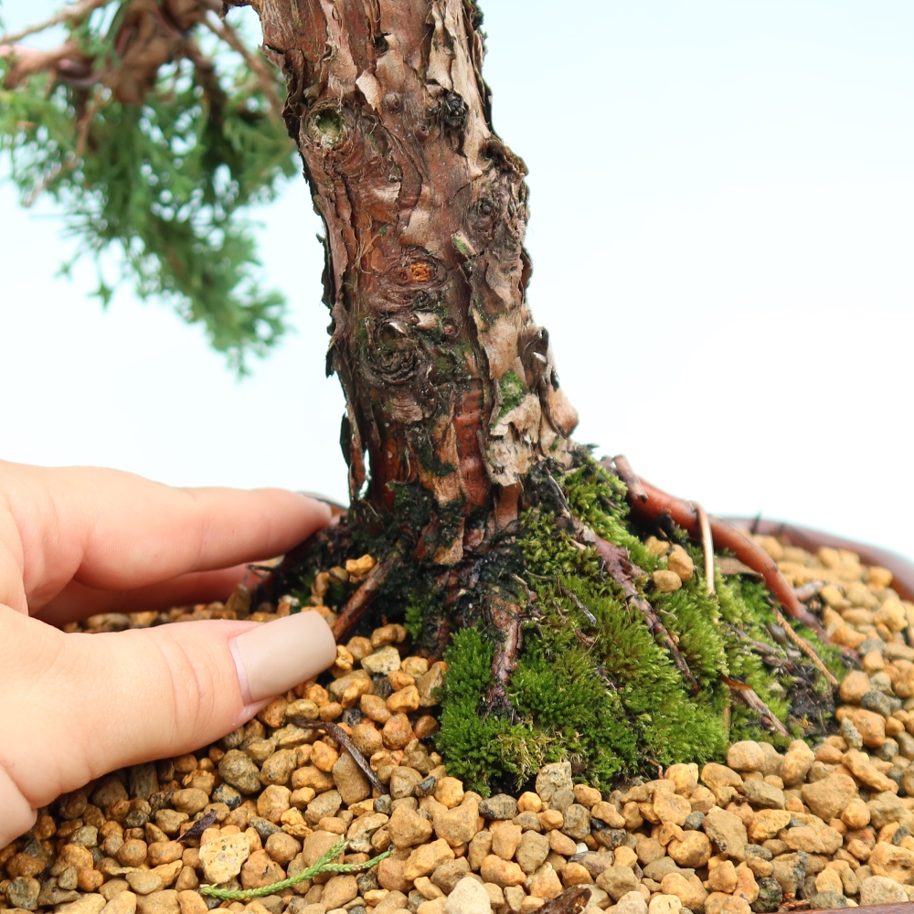 Bonsaï d'extérieur - Juniperus chinensis Kishu