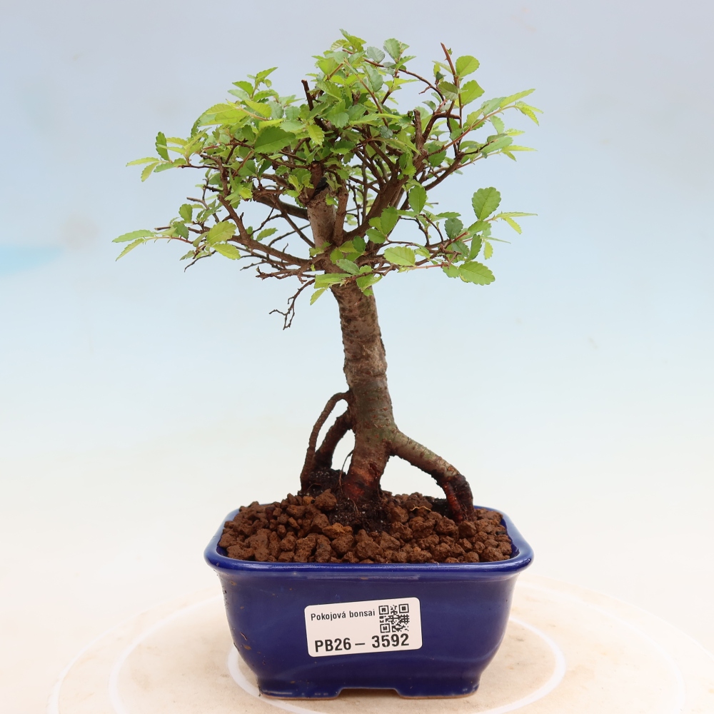 Bonsaï de chambre - Ulmus parvifolia - Orme à petites feuilles