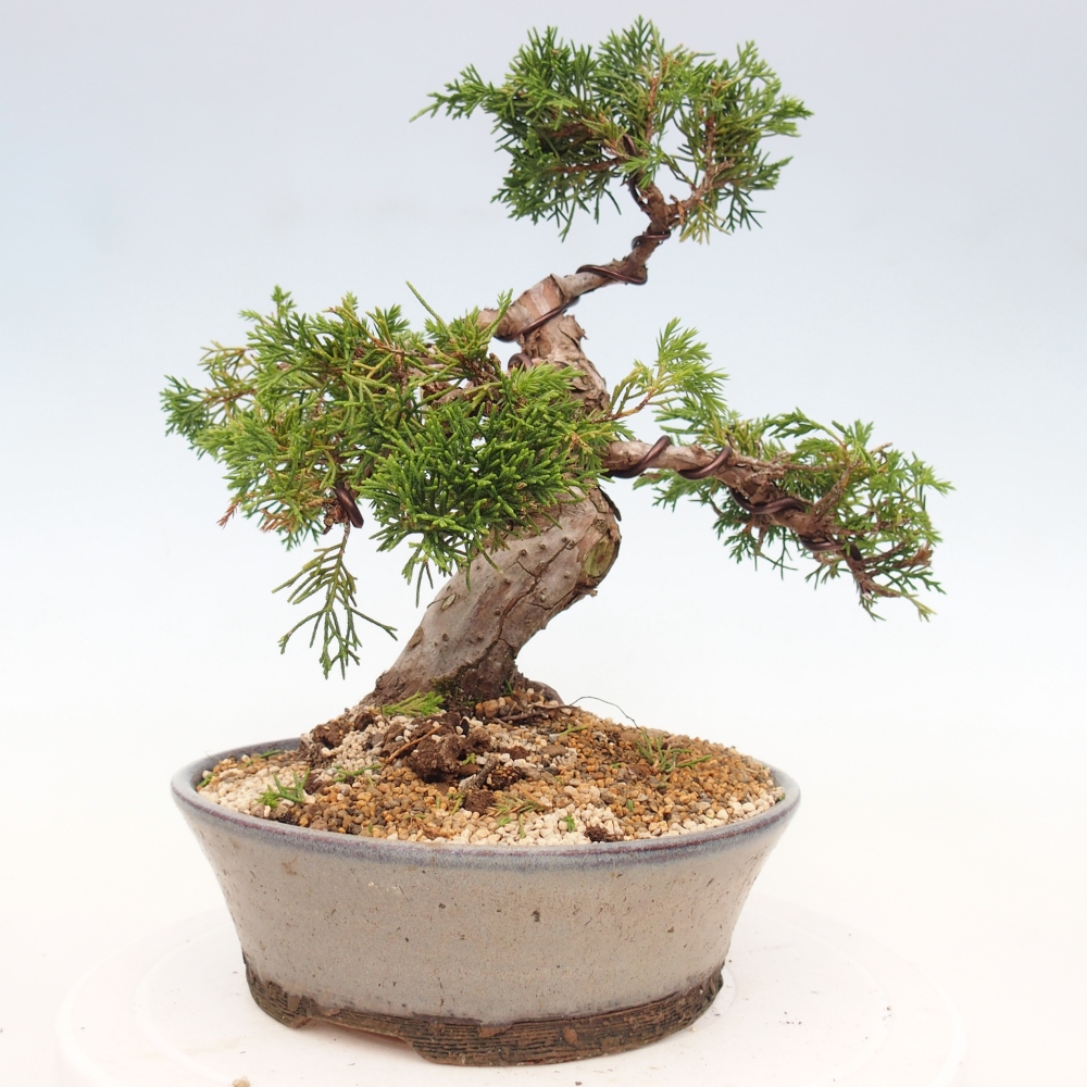 Bonsaï d'extérieur - Juniperus chinensis Itoigawa