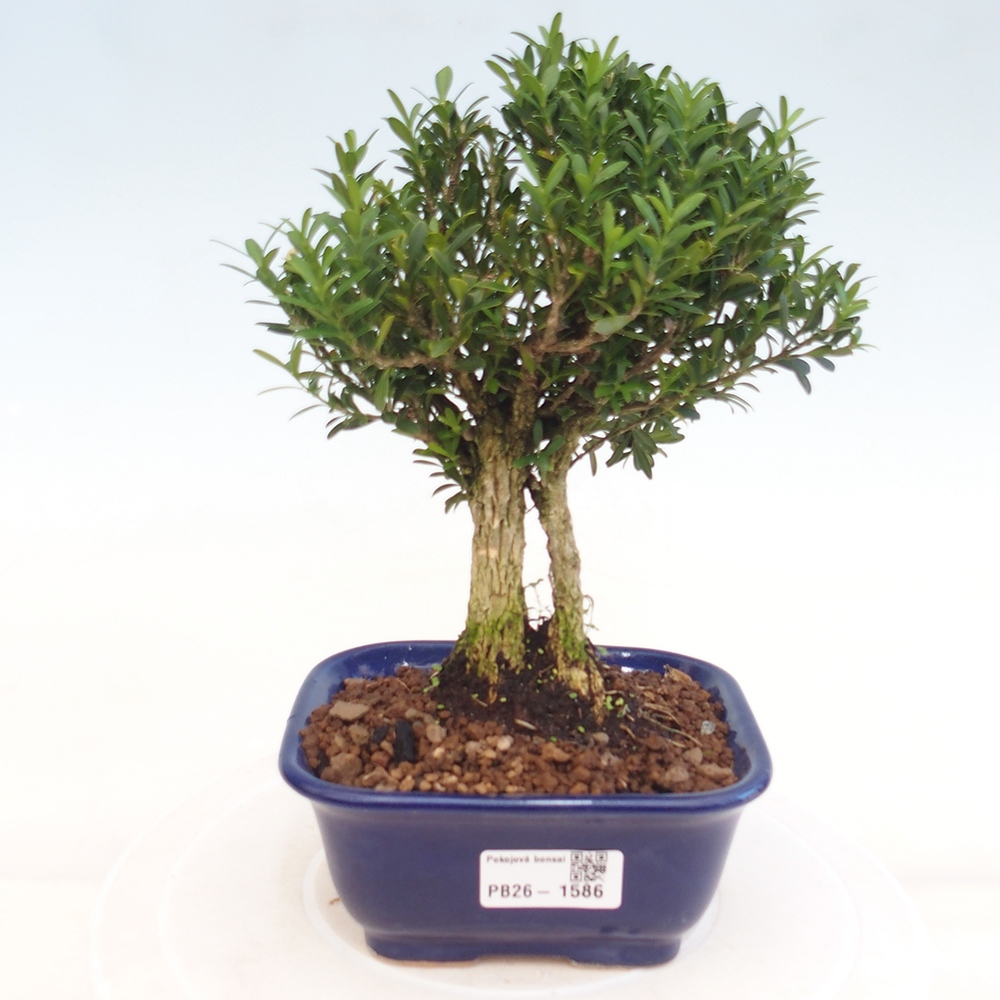 Bonsaï de chambre - Buxus harlandii - buxus liège