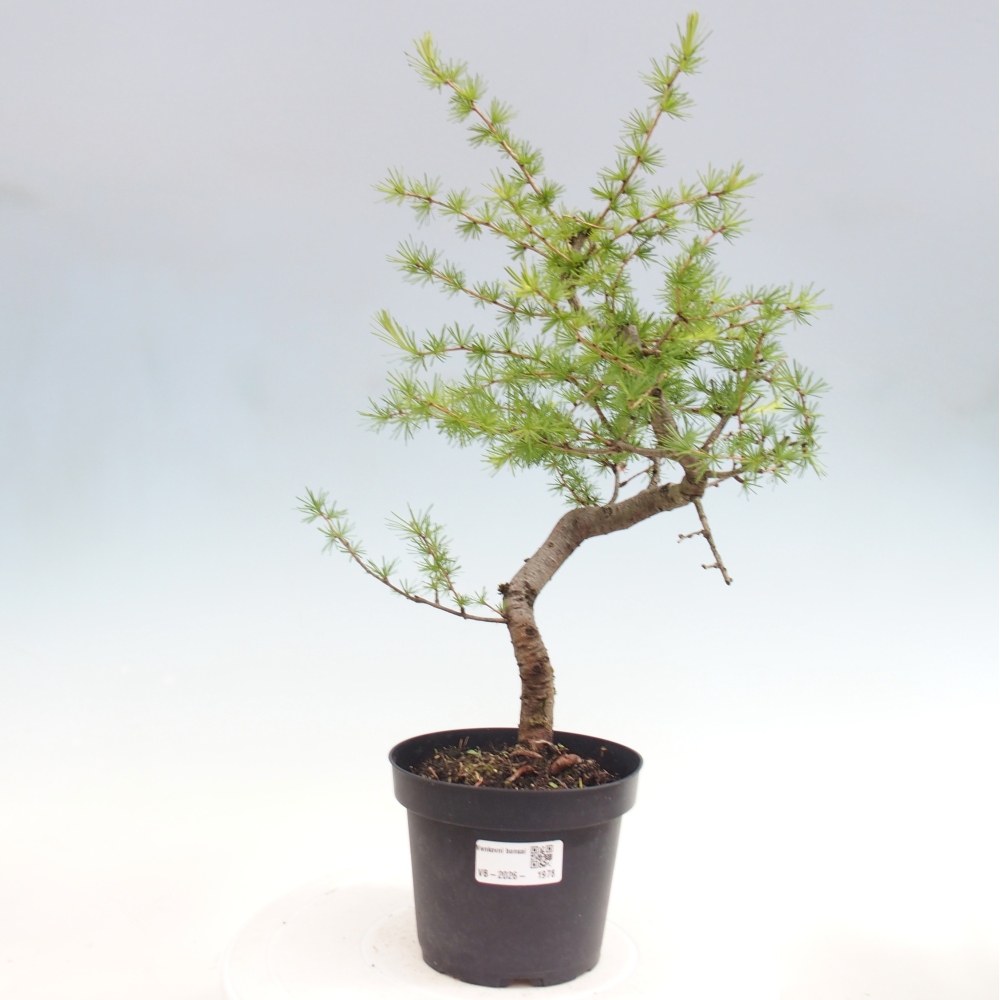 Bonsaï d'extérieur -Larix decidua - Mélèze