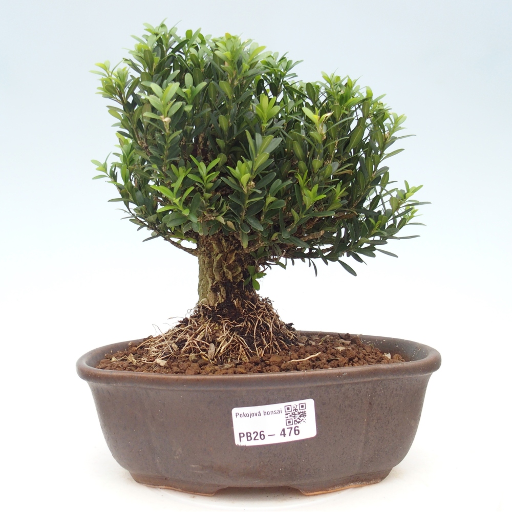 Bonsaï de chambre - Buxus harlandii - buxus liège