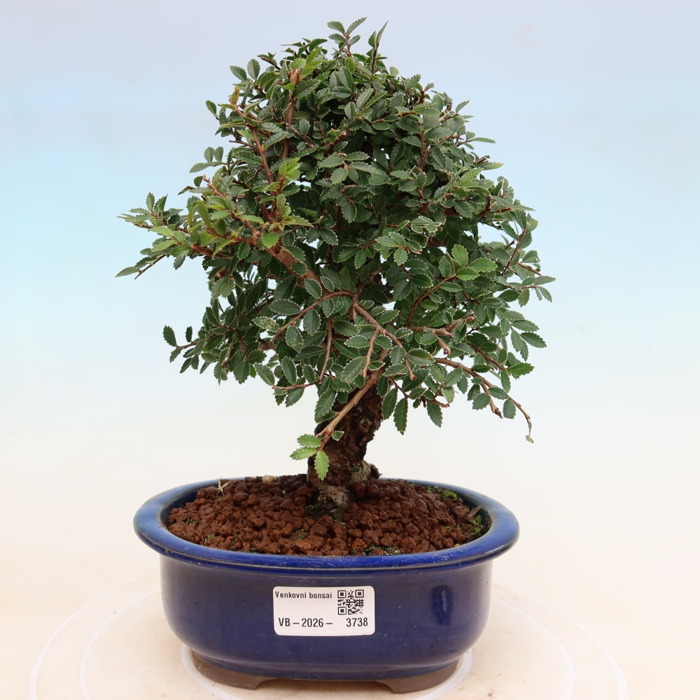 Bonsaï d'extérieur - Zelkova - Zelkova NIRE
