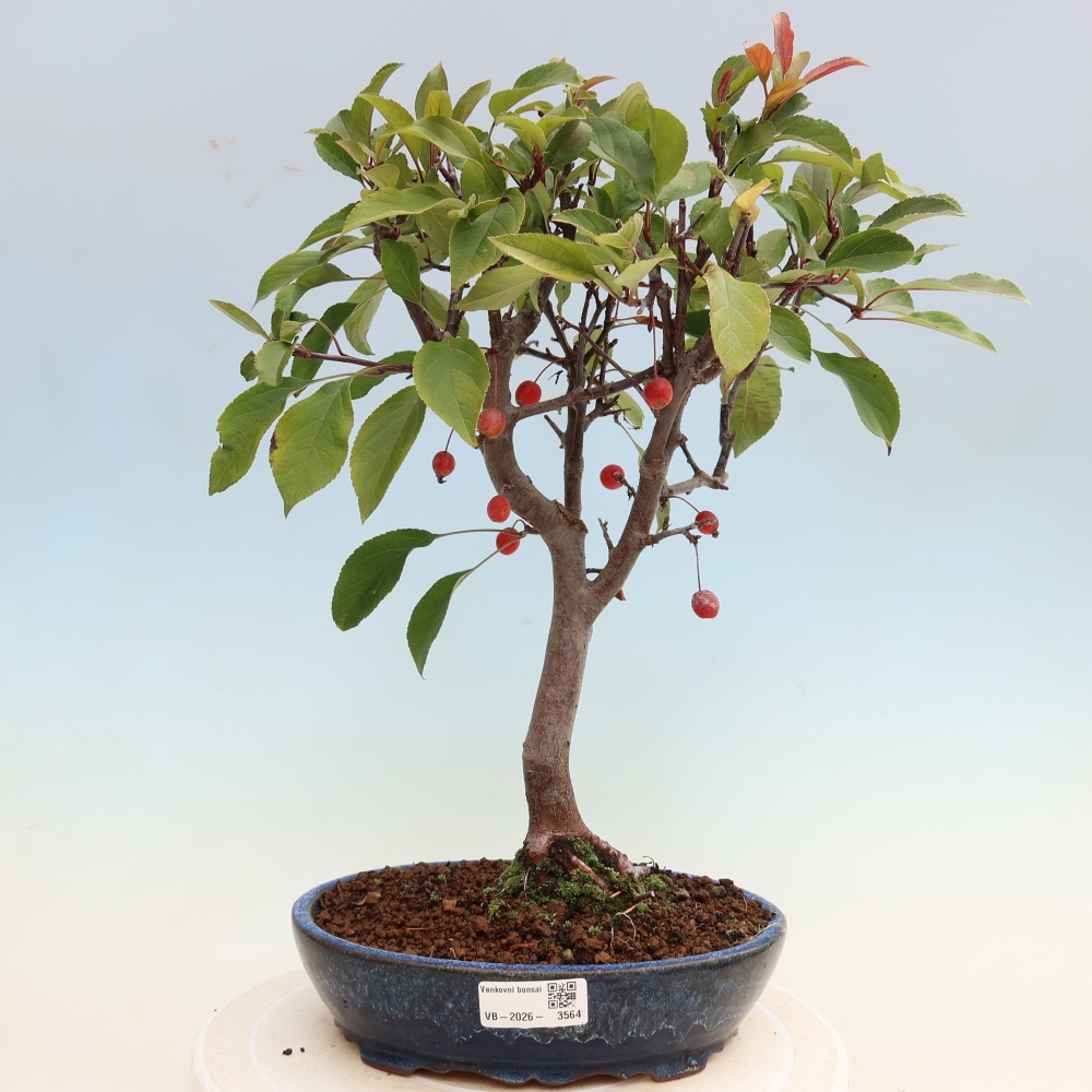 Bonsaï d'extérieur -Malus domestica - Pommier à petits fruits et à feuilles rouges