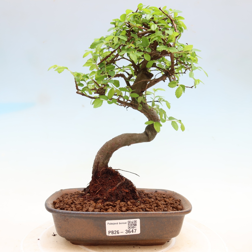 Bonsaï de chambre - Ulmus parvifolia - Orme à petites feuilles
