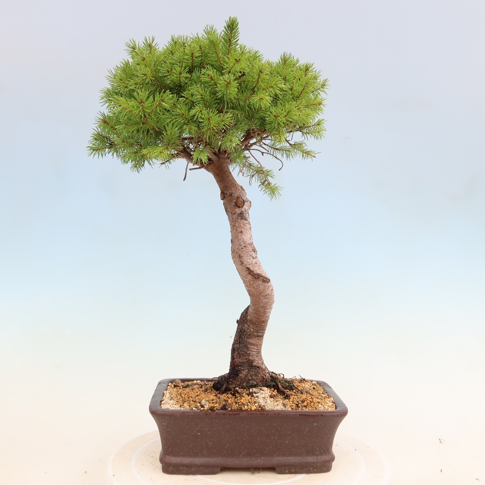 Bonsaï d'extérieur - Épicéa - Picea glauca globe