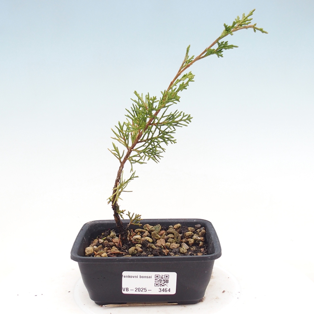 Bonsaï d'extérieur - Juniperus chinensis Itoigawa