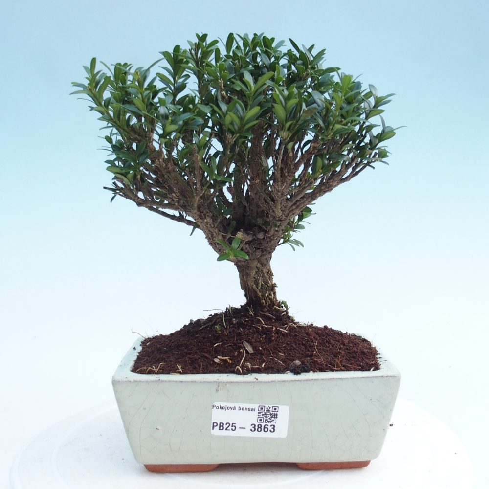 Bonsaï de chambre - Buxus harlandii - buxus liège
