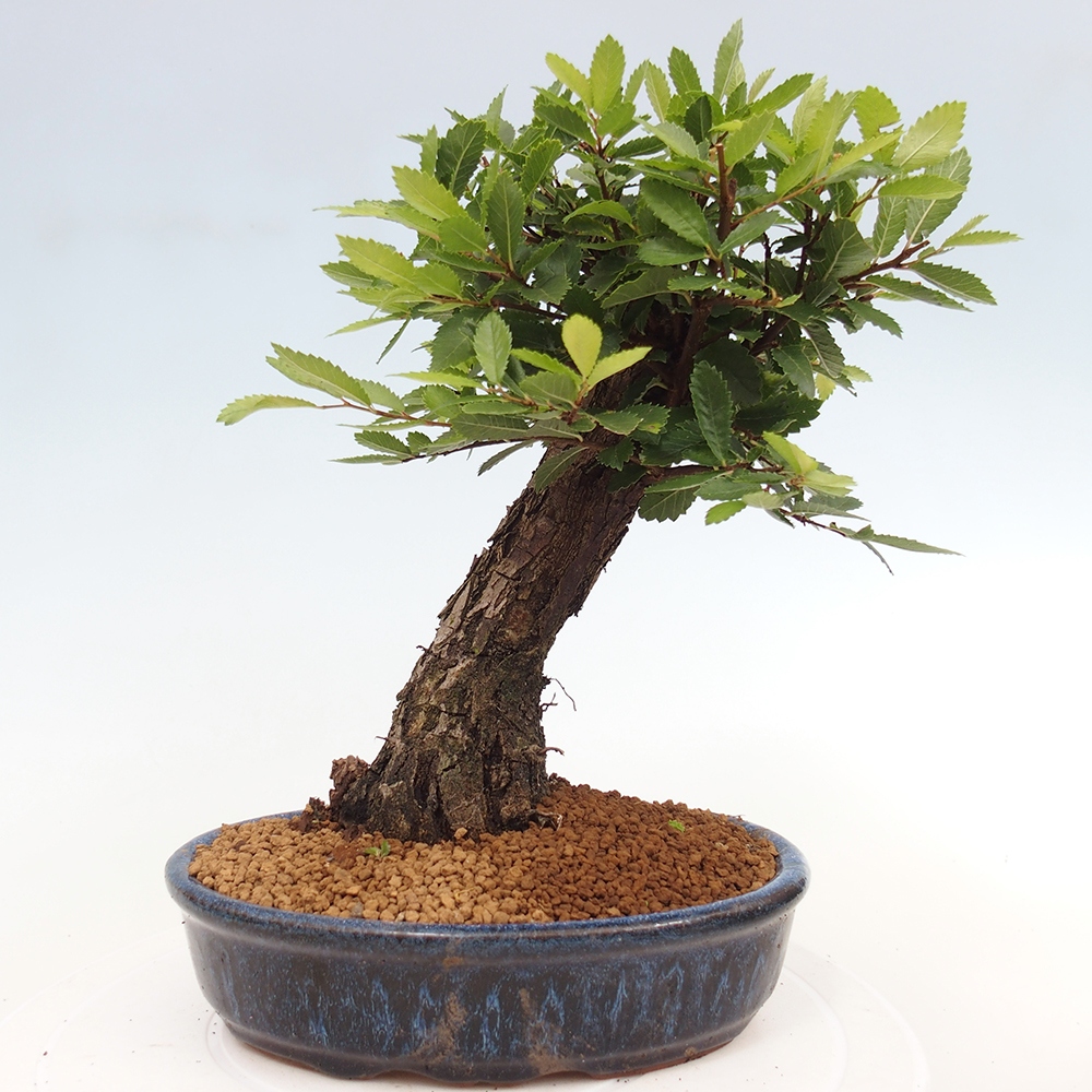 Bonsaï d'extérieur - Zelkova - Zelkova NIRE