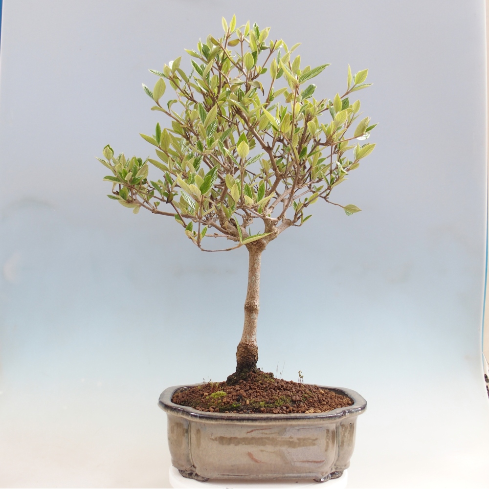 Bonsaï d'extérieur-Kalina Bodnanská - Viburum carlesii hemsi - uniquement enlèvement personnel ou transport sur palette