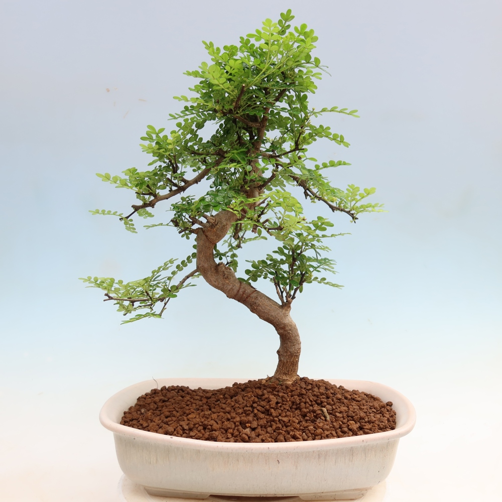 Salle bonsaï - Zantoxylum piperitum - arbre à poivre