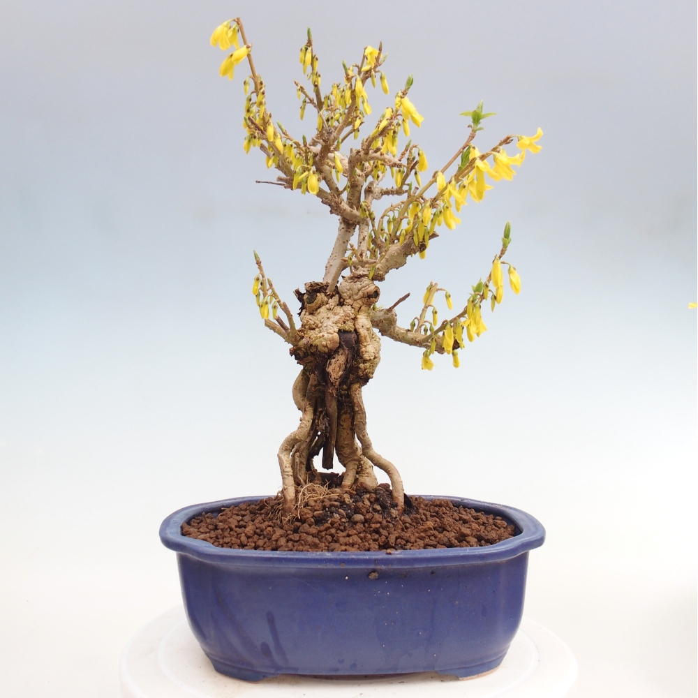 Bonsaï d'extérieur - Zlatice - Forsythia koreana