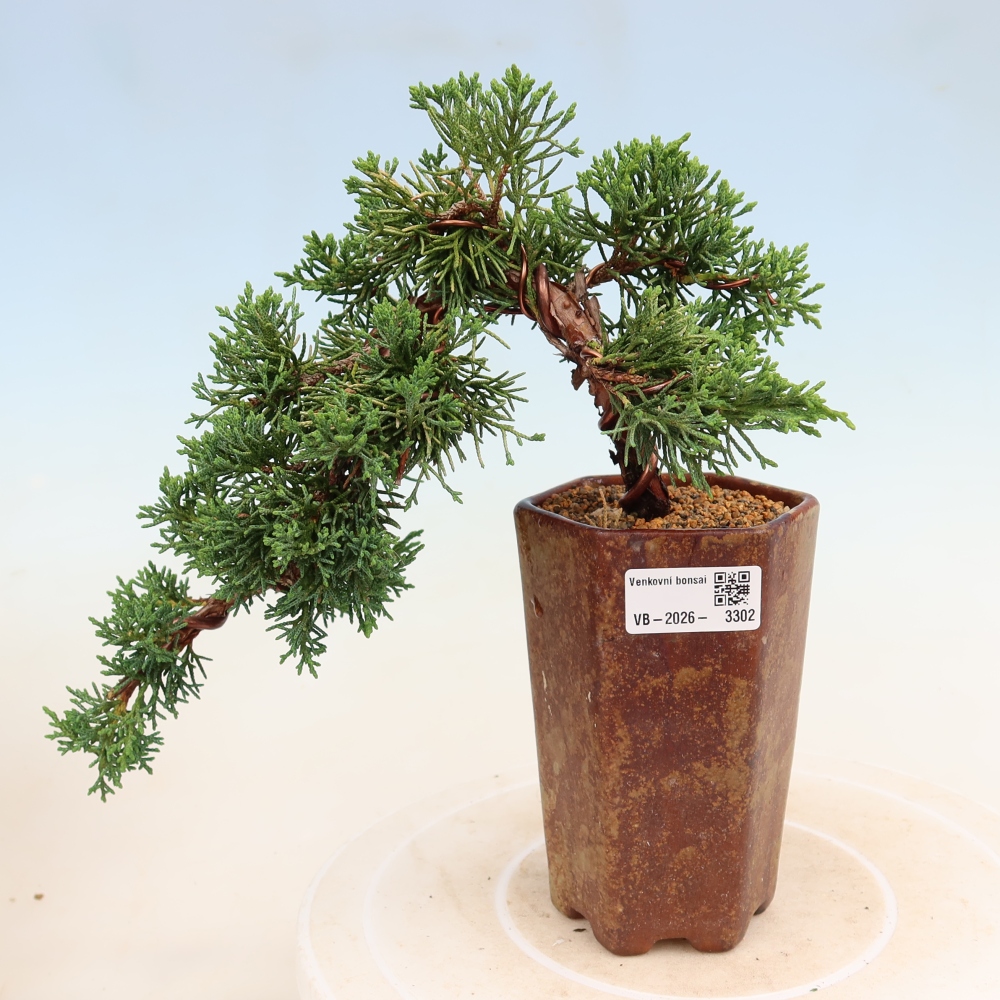 Bonsaï d'extérieur - Juniperus chinensis Kishu