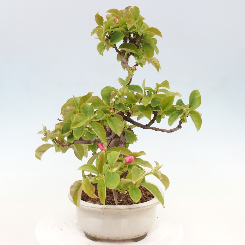 Bonsaï d'extérieur - Pseudocydonia sinensis - cognassier chinois