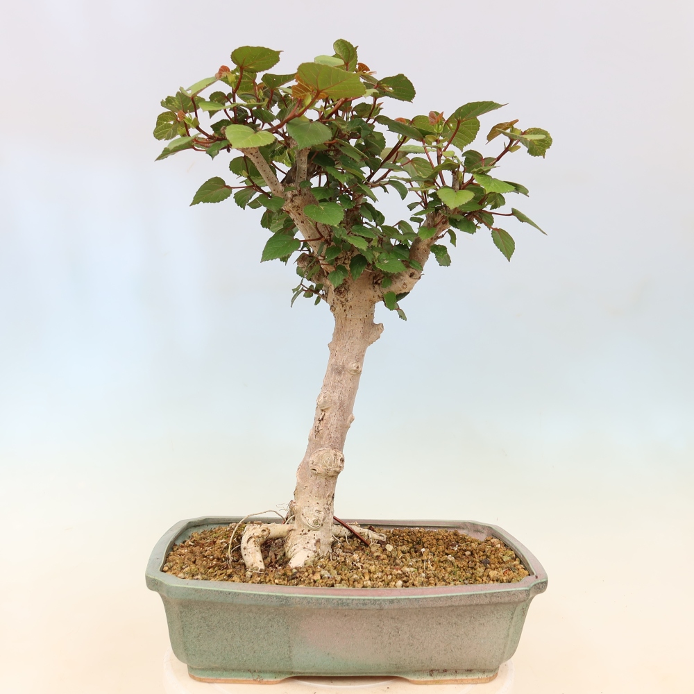 Bonsaï d'intérieur - Hibiscus tiliaceus - Hibiscus de mer