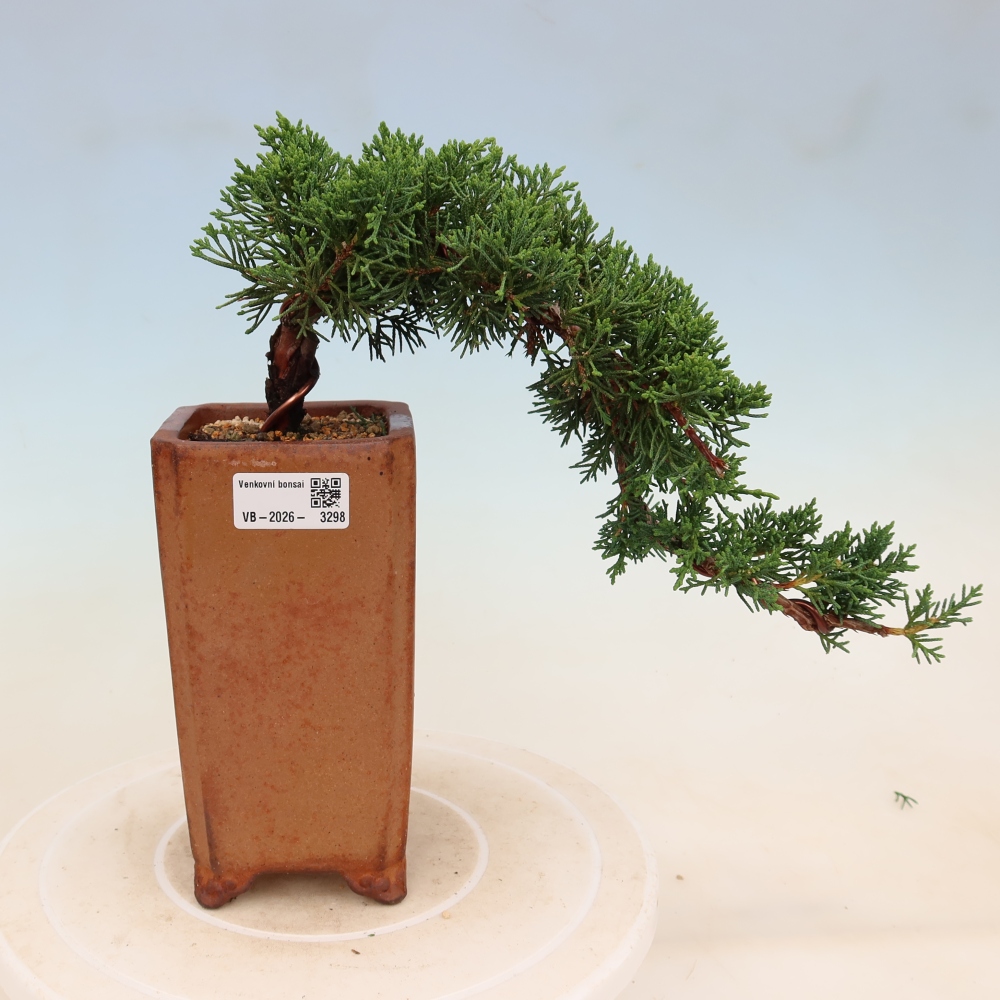 Bonsaï d'extérieur - Juniperus chinensis Kishu