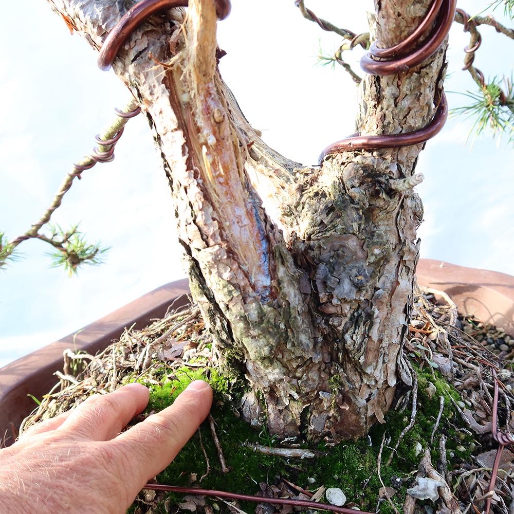 Pinus sylvestris Espagne - pin sylvestre