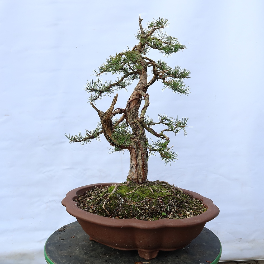 Pinus sylvestris Espagne - pin sylvestre