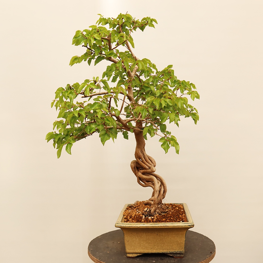 Bonsaï d'extérieur -Carpinus Coreana - Charme de Corée