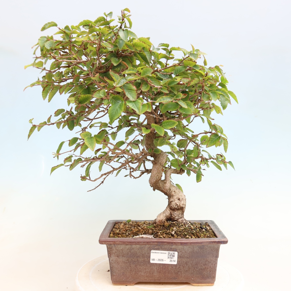 Bonsaï d'extérieur -Carpinus CARPINOIDES - Charme de Corée