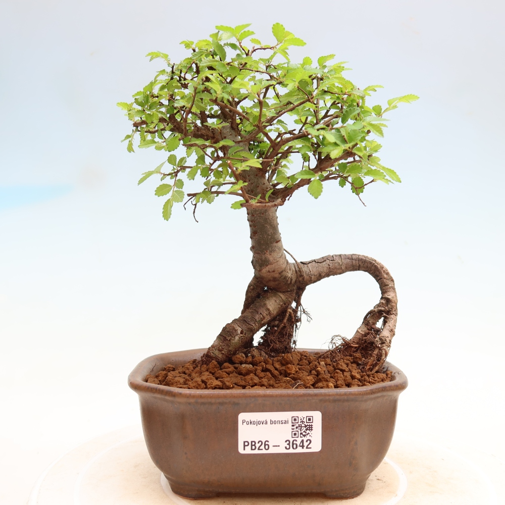 Bonsaï de chambre - Ulmus parvifolia - Orme à petites feuilles