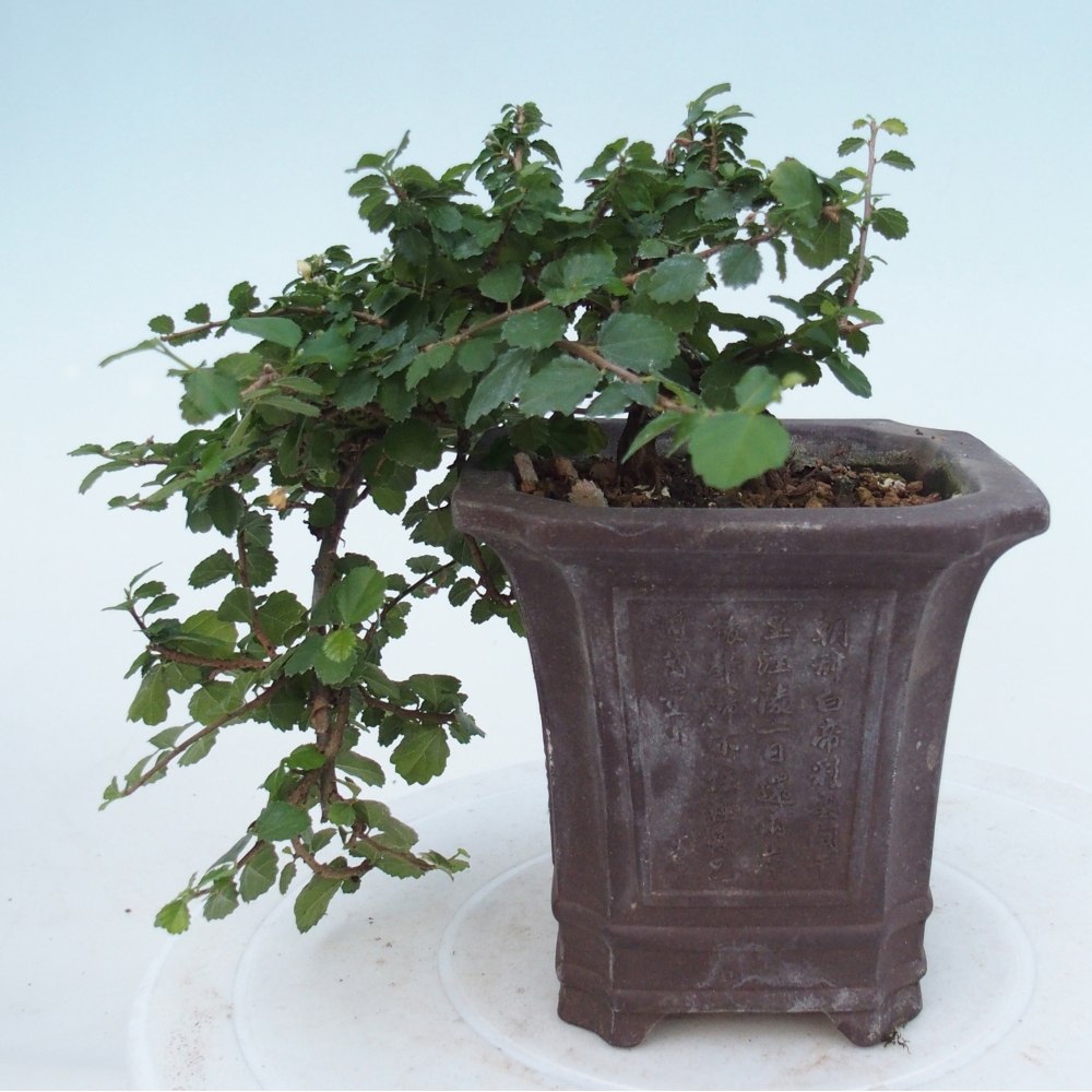 Bonsaï de chambre - Grewia sp. - Grewia malafolia