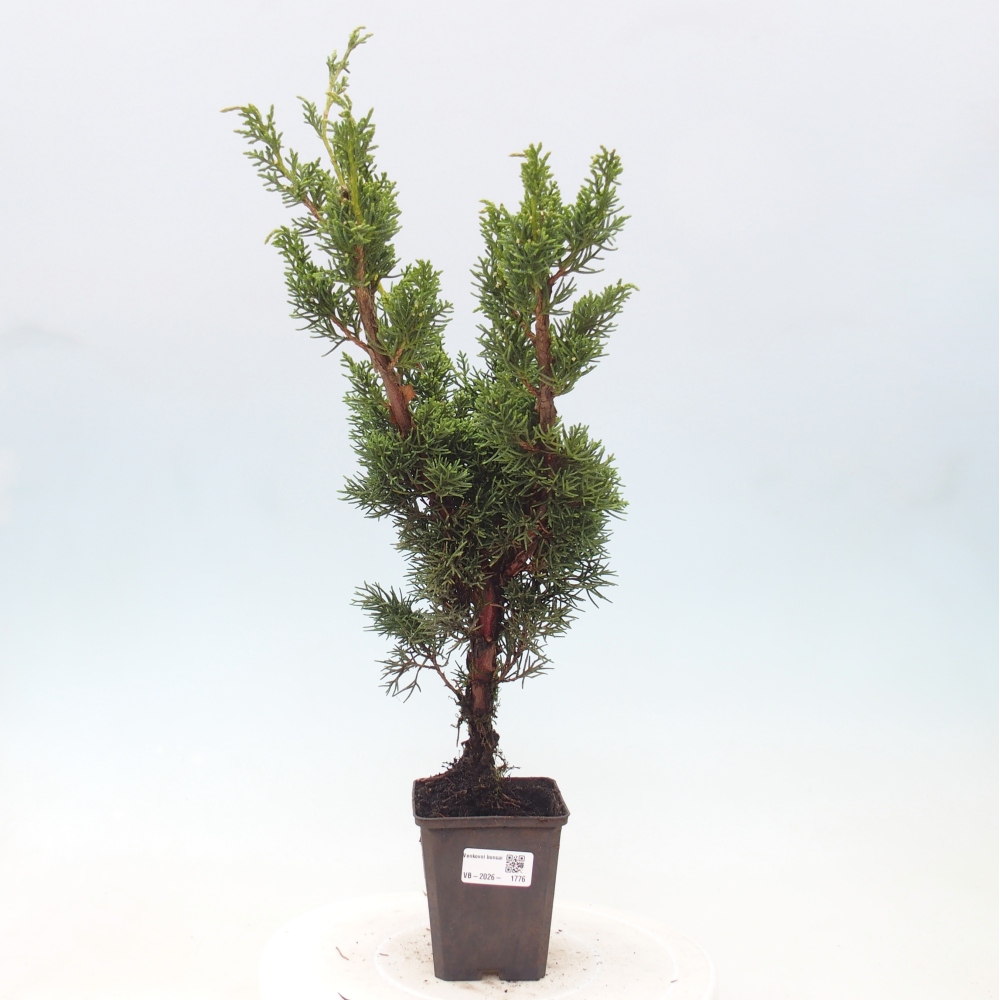 Bonsaï d'extérieur - Juniperus chinensis Kishu
