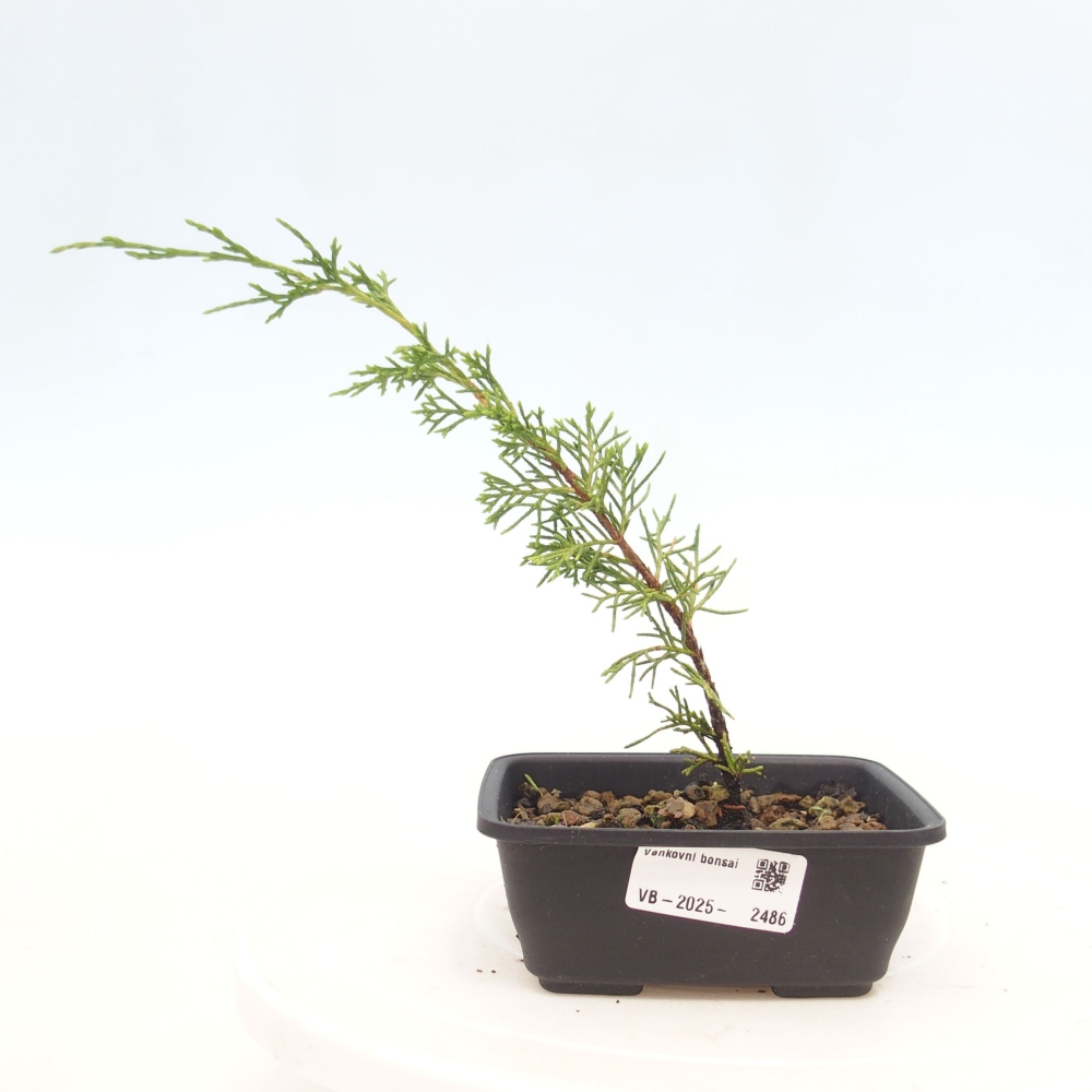 Bonsaï d'extérieur - Juniperus chinensis Itoigawa