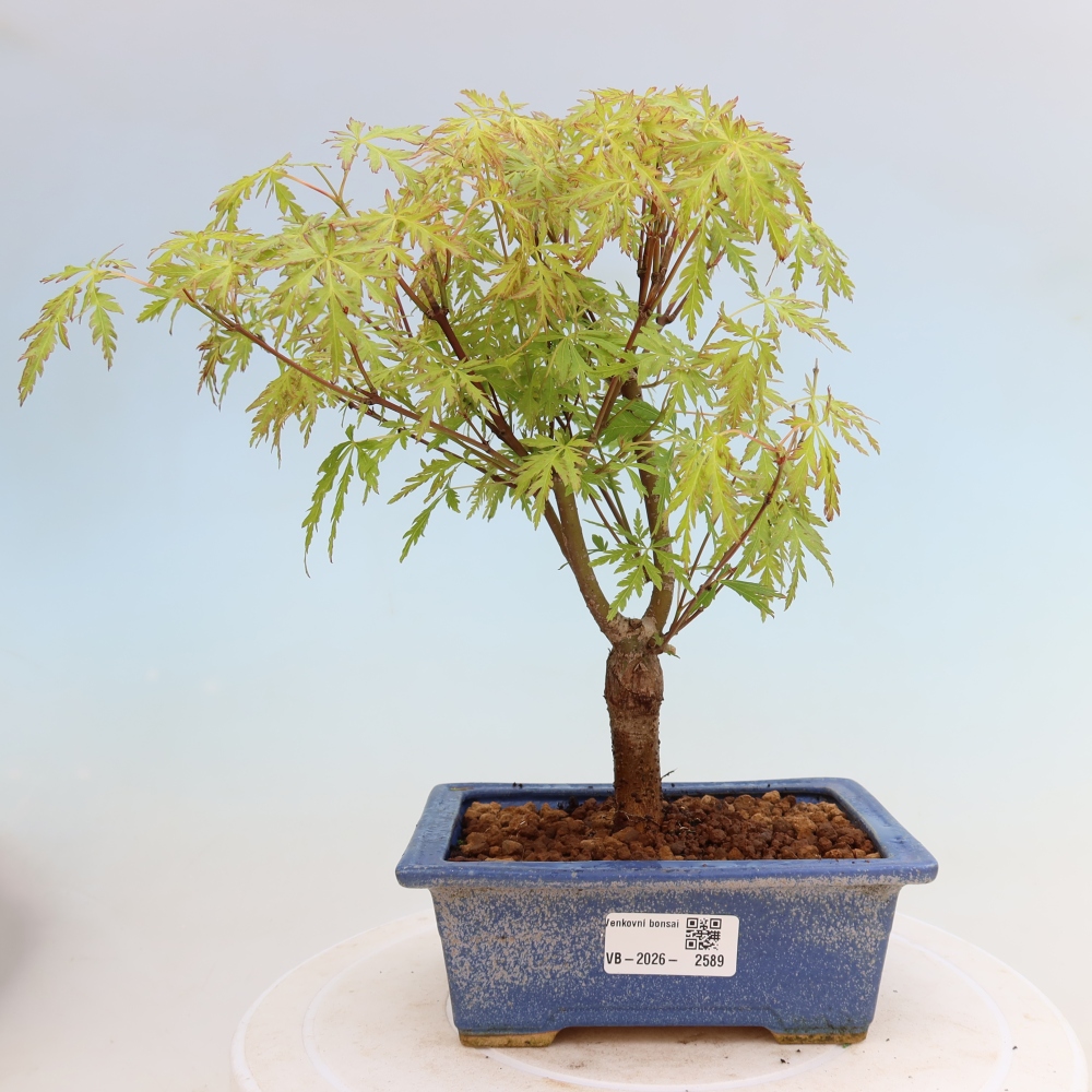 Bonsaï d'extérieur - Acer palmatum Dissectum