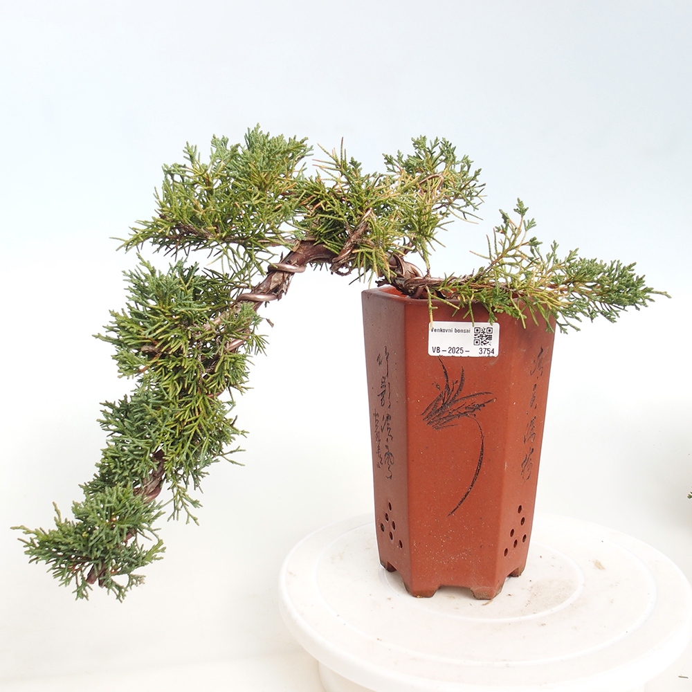 Bonsaï d'extérieur - Juniperus chinensis Kishu
