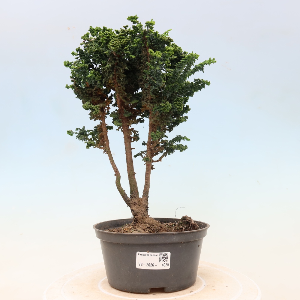 Bonsaï d'extérieur - Cham. obtusa SEKKA HINOKI - Cyprès