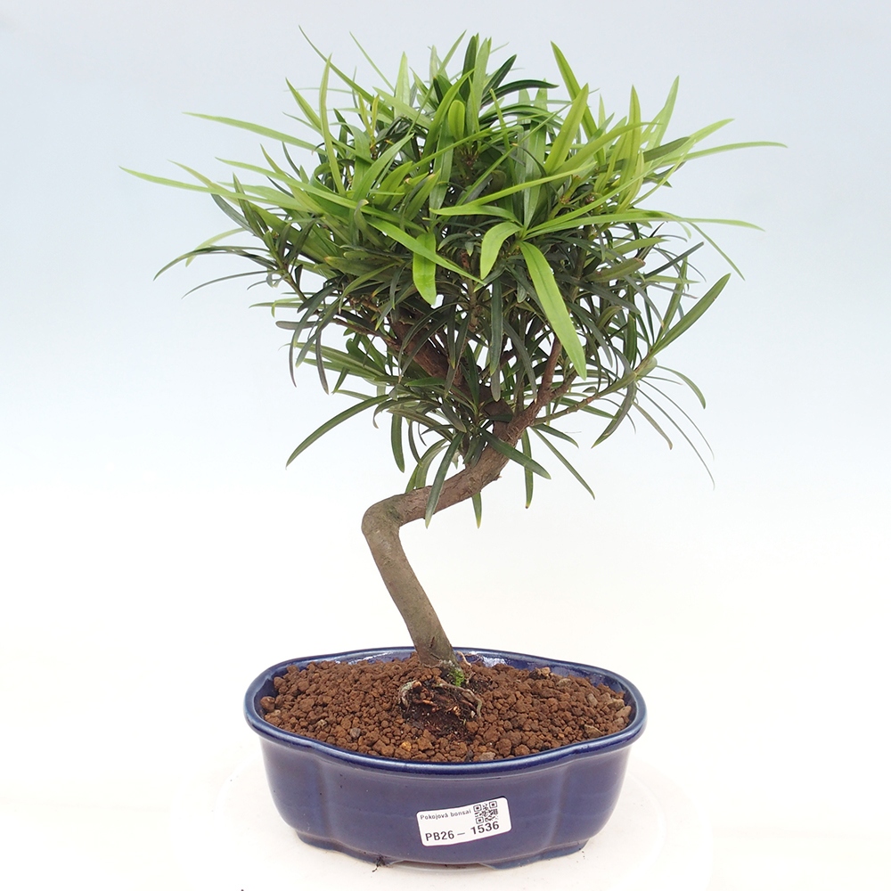 Salle bonsaï - Podocarpus - If en pierre