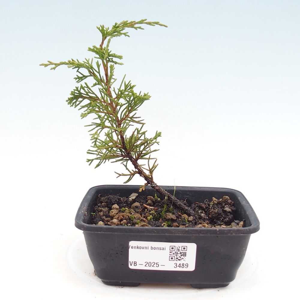 Bonsaï d'extérieur - Juniperus chinensis Itoigawa