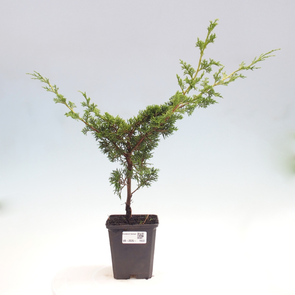 Bonsaï d'extérieur - Juniperus chinensis Itoigawa