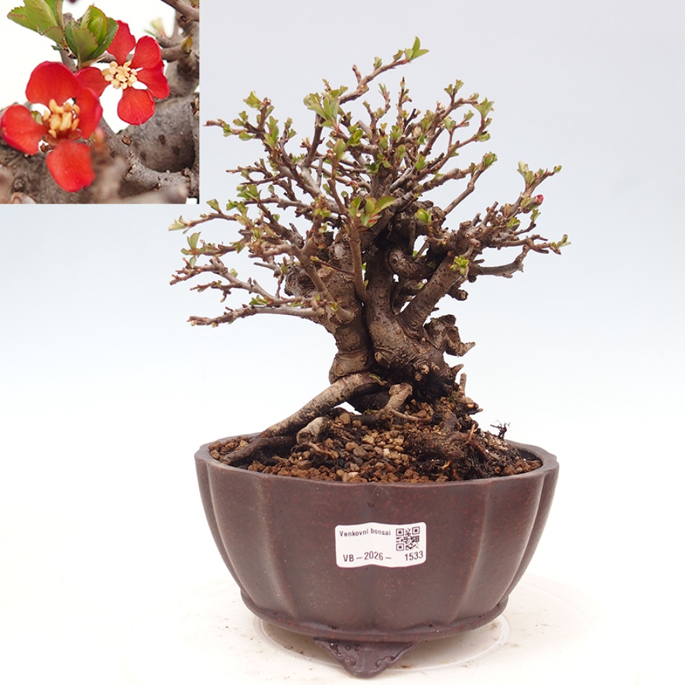 Bonsaï d'extérieur - Chaneomeles speciosa - Coing