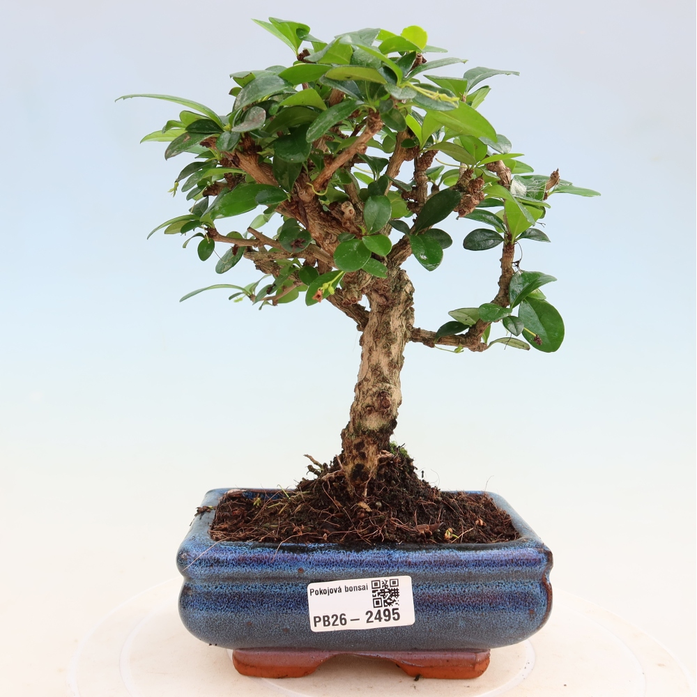 Bonsaï de chambre - Carmona macrophylla - Tea fuki