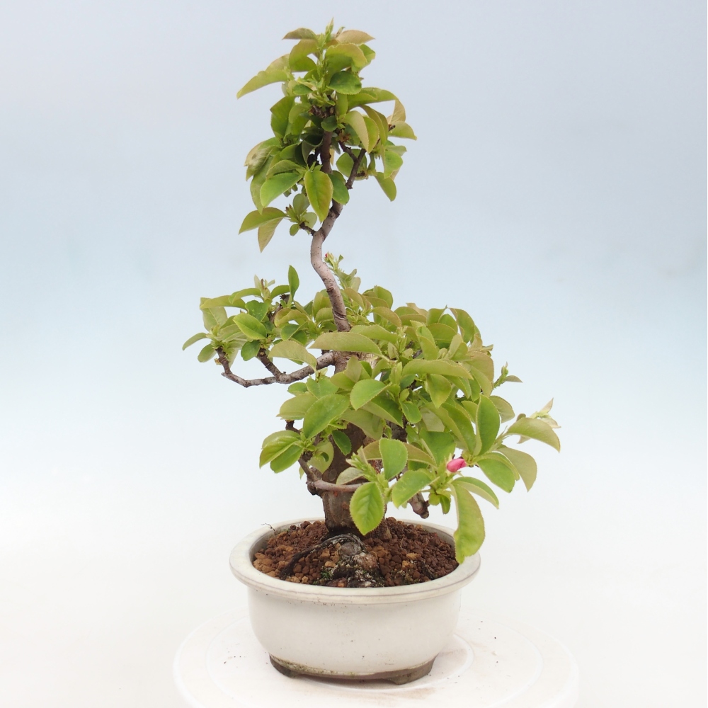 Bonsaï d'extérieur - Pseudocydonia sinensis - cognassier chinois