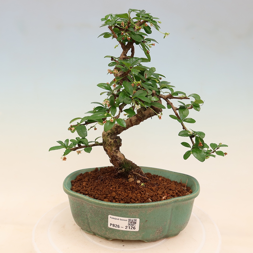 Bonsaï de chambre - Carmona macrophylla - Tea fuki