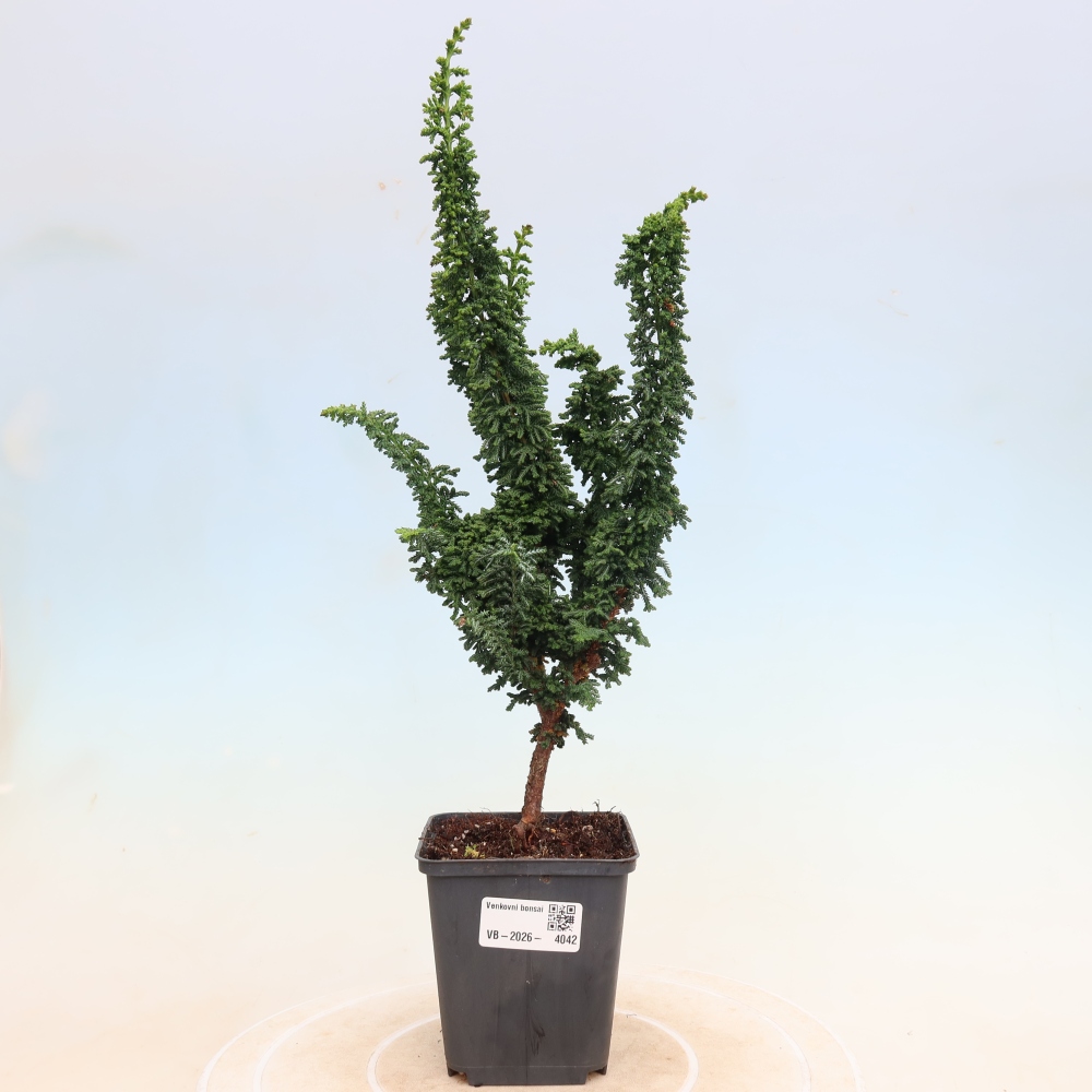 Bonsaï d'extérieur - Cham. obtusa SEKKA HINOKI - Cyprès